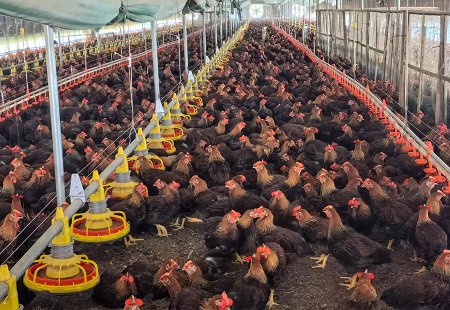 Examples of chicken house breeding