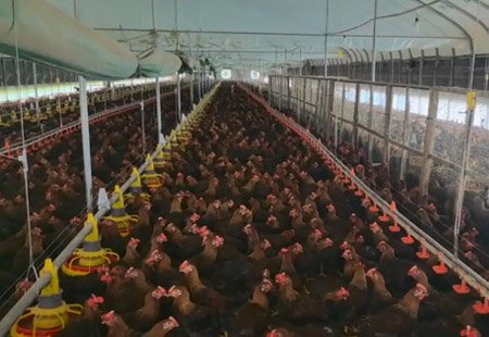 Farming site examples