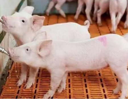 Tips For Pigs To Drink Water: Not Only Enough, But Also Good Drinking